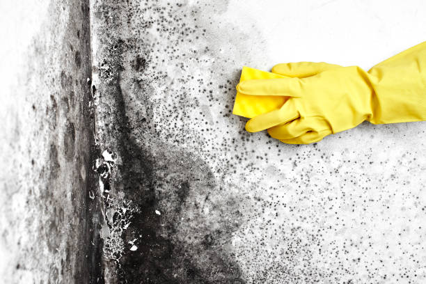 Best Airborne Mold Testing  in Nags Head, NC