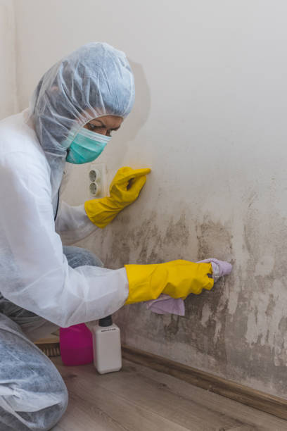 Best Mold Documentation for Insurance Claims  in Nags Head, NC