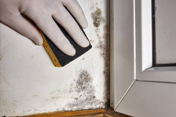 Best Black Mold Removal  in Nags Head, NC